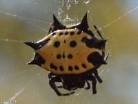 Spinybacked Orbweaver