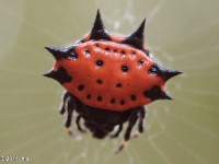 Spinybacked Orbweaver Spider