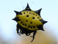 Spinybacked Orbweaver Spider