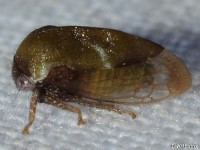 Cyrtolobus sp. Treehopper