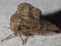 Treehopper