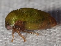 Cyrtolobus sp. Treehopper