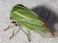 Tortistilus sp. Treehopper