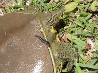 Spiny Softshell Turtle, juvenile