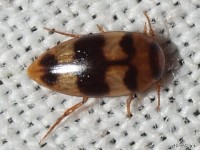 Predaceous Diving Beetle