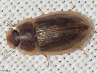 Water Scavenger Beetle