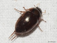 Water Scavenger Beetle