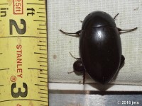 Giant Water Scavenger Beetle