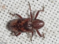 Hidden Snout Weevil