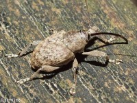 Acorn Weevil