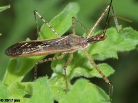 Assassin Bug