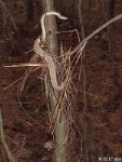 A Pair of Texas Brown Snakes In Bush