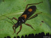 Assassin Bug