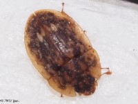 Sap-feeding Beetle