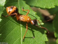 Broad-headed Bug Nymph