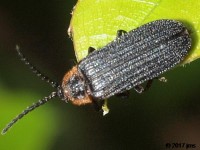 Net-winged Beetle