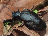 Oil Beetle