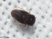 Jumping Soil Bug