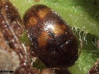 Hairy Fungus Beetle