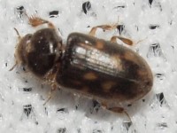 Variegated Mud-Loving Beetle