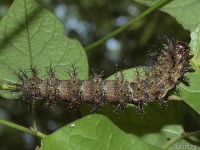 Buck Moth Caterpillar