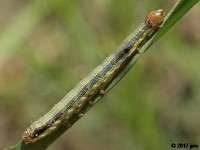 Armyworm Moth Caterpillar