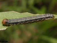 Armyworm Moth Caterpillar