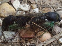 Neotibicen tibicen Mating