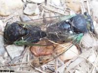 Neotibicen tibicen Mating