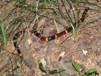 Coral Snake