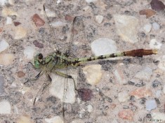 Jade Clubtail Dragonfly