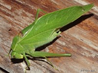 Lesser Angle-winged Katydid