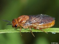 Striped Alder Sawfly