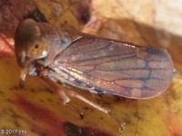 Coelidia sp. Leafhopper