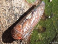 Eutettix sp. Leafhopper