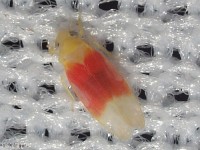 Leafhopper