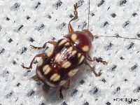 Bassareus sp. Leaf Beetle