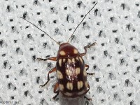 Bassareus sp. Leaf Beetle