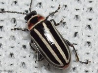 Disonycha sp. Leaf Beetle