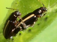 Systena sp. Flea Beetle