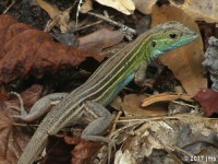 Six Lined Racerunner Whiptail Lizard