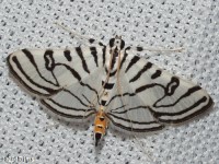 Zebra Conchylodes Moth