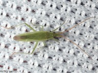 Trigonotylus sp. Plant Bug