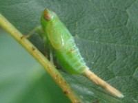 Thionia sp. Nymph