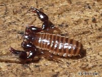 Pseudoscorpion