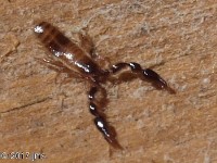 Pseudoscorpion