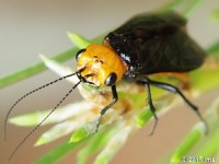 Sawfly