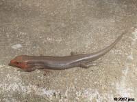 Five-Lined Skink