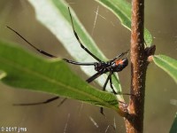 Male Southern Black Widow Spider