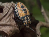 Predatory Stink Bug Nymph